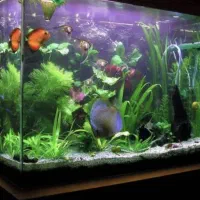 اکواریوم شیشه خم شرکتی