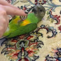 طوطی سنگال سخنگو|پرنده|میبد, |دیوار