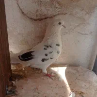 کفتر