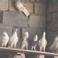 کبوتر|پرنده|ننور, |دیوار