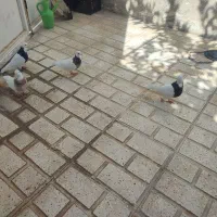 کبوتر