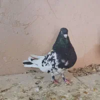 کبوتررنگی|پرنده|اسفرورین, |دیوار