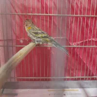 جوجه سهره گلبسر نر