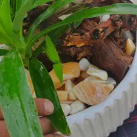 گل آپارتمانی بونسای کادو خاص با گلدان سفالی مخصوص|گل و گیاه طبیعی|مشهد, کارمندان دوم|دیوار