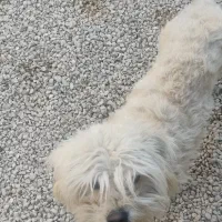 سگ خارجی|سگ|کازرون, |دیوار