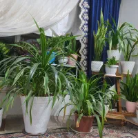 گل پاندانوس