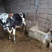 گوساله پرواری