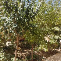 فروش خانه ویلایی ۲۰۰ متری ۴ خوابه