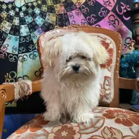 شیتزو تریر سوپر فلت