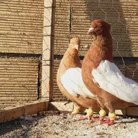 نروماده سینه سرخ وسینه سیاه اس اس|پرنده|مشهد, انقلاب|دیوار