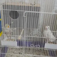 عروس هلندی با قفس