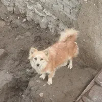 سگ پامر روباهی