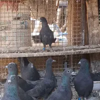 سیاه دم گیر|پرنده|خمینی‌شهر, |دیوار