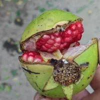 رب انار