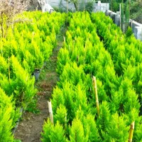 فروش لاوسون گلدان ۱۰ و ۷|گل و گیاه طبیعی|چالوس, |دیوار