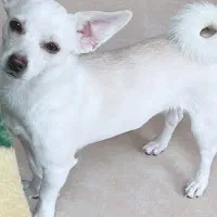 سگ پاپی نر