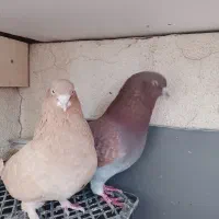 کبوتر|پرنده|محمدشهر, محمدشهر|دیوار