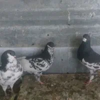 شیرازی افشون و زرد