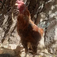 خروس دوساله