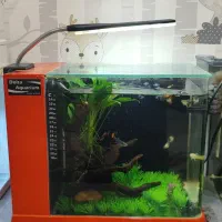 آکواریوم دلسا بک سامپ