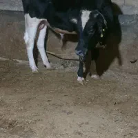 گوساله نر هلشتاین باب پروار