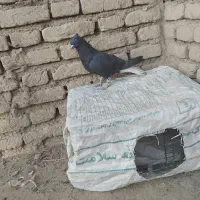 دم سفید ماده|پرنده|دزفول, |دیوار