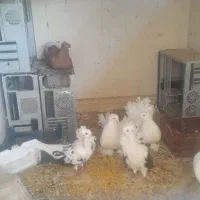 کفتر نقش