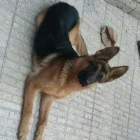 فروش سگ نژاد ژرمن شولاین