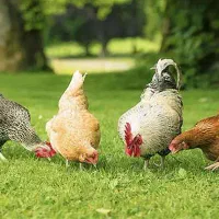 فروش ۴عددمرغ محلی تخم گذار