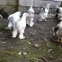 تخم نطفه دار مرغ ابریشمی و کوشین و برهما و...|حیوانات مزرعه|تهران, نیلوفر|دیوار