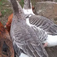 غاز محلی و خروس