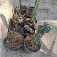 کاکتوس صخره‌ای بافت درشت و ریز|گل و گیاه طبیعی|بهبهان, |دیوار
