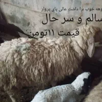 گوسفند|حیوانات مزرعه|لالی, |دیوار