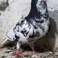 کبوتر یال گلدار|پرنده|نورآباد ممسنی, |دیوار