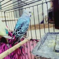 مرغ عشق نر جون|پرنده|بومهن, |دیوار