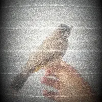پرنده آواز خان