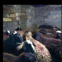 گوسفنده زنده بلوار امیرکبیر سه راه کیانمهر|حیوانات مزرعه|کرج, کیانمهر|دیوار