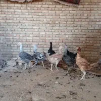 لاری|حیوانات مزرعه|شبستر, |دیوار