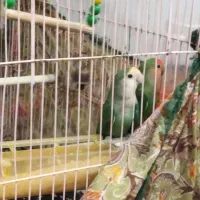 طوطی برزیلی پرنده دوست داشتنی وبا هوش