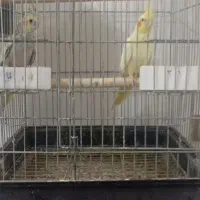 عروس هلندی|پرنده|دزفول, |دیوار