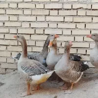 غاز|حیوانات مزرعه|شادگان, |دیوار
