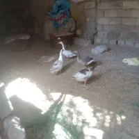 غاز سالم ۴عدد