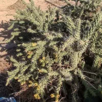 یک باغچه کاکتوس با میوه رایگان.