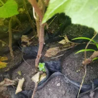 نهال بزر کیوی|گل و گیاه طبیعی|چوبر, |دیوار