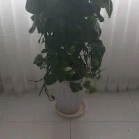 گلدان پتوس چماقی بزرگ