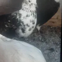 کفتر|پرنده|اشکذر, |دیوار