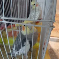 طوطی وعروس هلندی