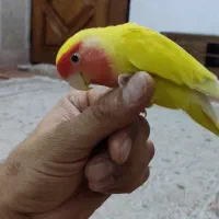 کوتوله|پرنده|مشهد, محمدآباد|دیوار