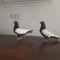 سینه سیاه نر و ماده ذات دار