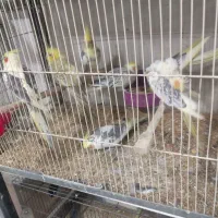 جفتهای مولداصلاح نژادارمنستانی تضمینی آیهان|پرنده|خوی, |دیوار